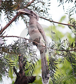 Male Indian Gray Hornbill (Ocyceros birostris) on a tree branch : (pix Sanjiv Shukla)