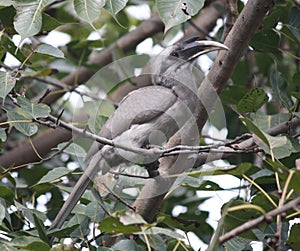 Male Indian Gray Hornbill (Ocyceros birostris) on a tree branch : (pix Sanjiv Shukla)