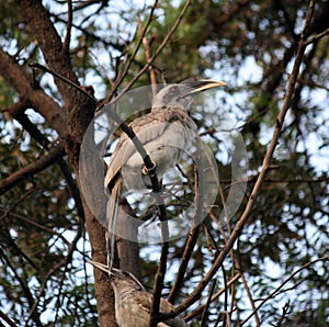 Male Indian Gray Hornbill (Ocyceros birostris) on a tree branch : (pix Sanjiv Shukla)