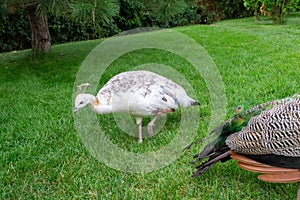 Male Indian peacoc. White Indian peafowl Pavo cristatus is brightly coloured