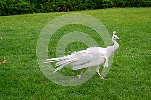 Male Indian peacoc. White Indian peafowl Pavo cristatus is brightly coloured