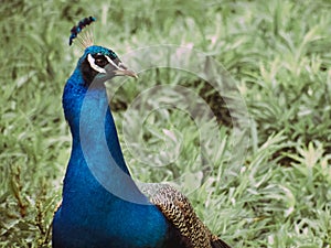 Male Indian Peacock Looking to His Left