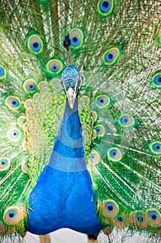 Male indian peacock showing its feathers