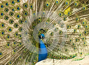 Male indian peacock showing its tail. An open tail with bright feathers