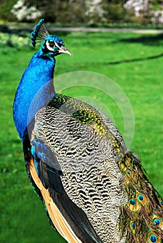 Male Indian Peafowl