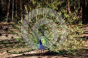 Male Indian peafowl. Blue adult peacock showing tails for mating in spring