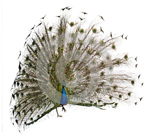 Male Indian Peafowl displaying wheel photo