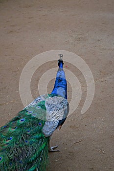 Male Indian Peafowl pavo cristatus - peacock - walking away