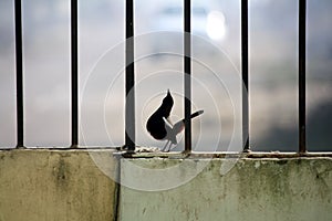 Male Indian robin (Copsychus fulicatus) on boundary wall railing : (pix Sanjiv Shukla)