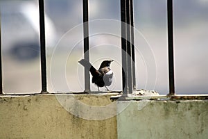 Male Indian robin (Copsychus fulicatus) on boundary wall railing : (pix Sanjiv Shukla)