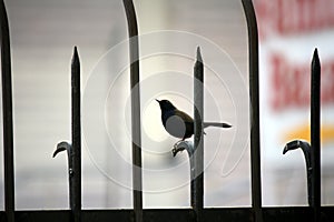 Male Indian robin (Copsychus fulicatus) on boundary wall railing : (pix Sanjiv Shukla)