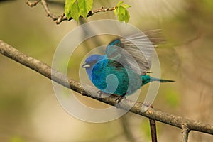 Male Indigo Bunting
