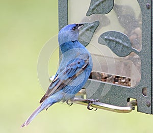 Male Indigo Bunting