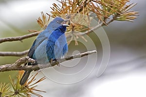 Male Indigo Bunting, Passerina cyanea, in song