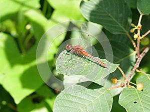 Blood-red darter on green leaf photo