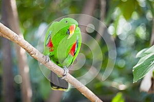 Male Indonesian Eclectus Parrot