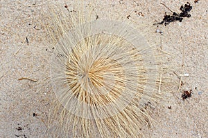 Male inflorescence Beach spinifex hirsutis photo