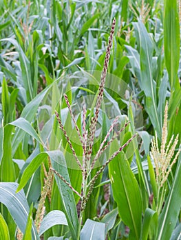 Male inflorescense of maize, Zea mays photo