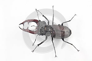 Male insect beetle deer with antlers on white background