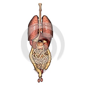 Male internal Anatomy back view