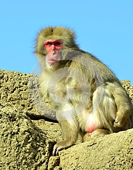 Male Japanese macaque snow monkey on top of rocks