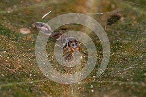 Male Jumping spider