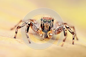 Male jumping spider, Plexippus petersi looking at you, Satara district, Maharashtra, India