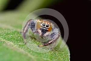 Male jumping spider, Thyene imperialis, Satara, Maharashtra, India photo