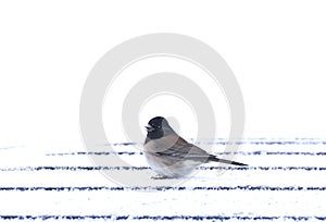 Male Junco Bird on Car Roof In Snow