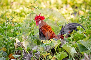 A male jungle fowl is foraging in the hillside farm where there is a fertile forest