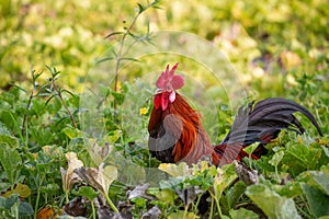 A male jungle fowl is foraging in the hillside farm where there is a fertile forest