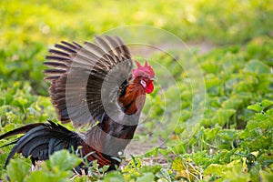 A male jungle fowl is foraging in the hillside farm where there is a fertile forest