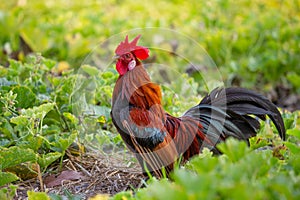 A male jungle fowl is foraging in the hillside farm where there is a fertile forest