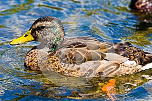 Male Juvenile Mallard Duck