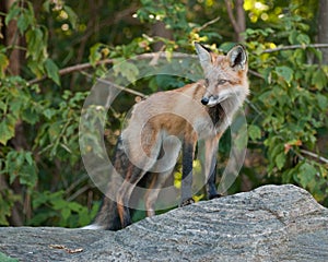 Male Juvenile Red Fox