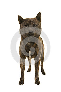 Male Kai Ken dog the national japanese breed standing isolated on a white background seen from the fron