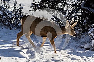 Male Kaibab deer mule deer with antlers in winter, walking in snow.