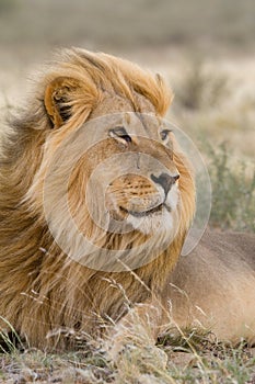 Male Kalahari lion in the wind