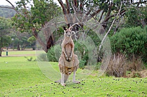 Male kangaroo