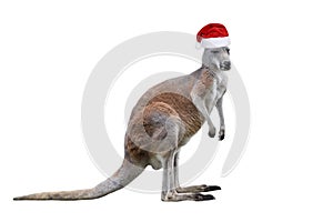 Male kangaroo in Christmas hat isolated on white background.