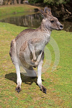 Male kangaroo standing near a lake
