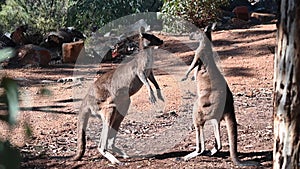Male Kangaroos martial arts fight in Australia