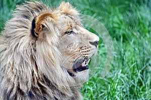 Male Katanga Lion Head Closeup