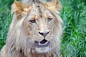 Male Katanga Lion Head Closeup