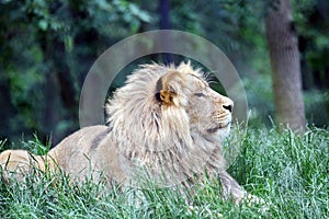 Male Katanga Lion Lying in Grass