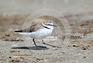 A male Kentish plover Charadrius alexandrinus