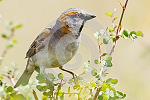 Male Kenya Rufous Sparrow - Passer rufocinctus photo