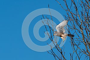 Male kestrel bird of prey, Falco tinnunculus, in flight