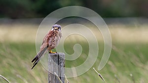 The male Kestrel on his watch