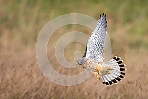 Male kestrel hunting for his next meal in Bushy Park